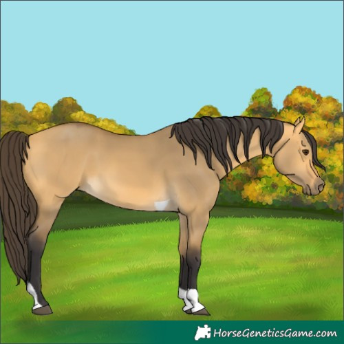Horse Color:Buckskin Dun Tobiano