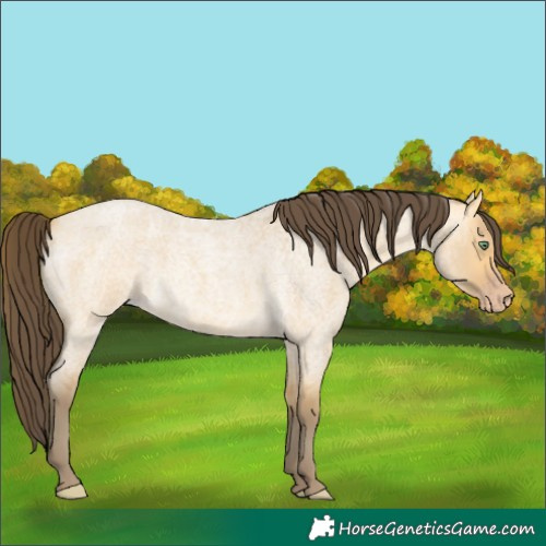Horse Color:Amber Cream Champagne Roan Dun