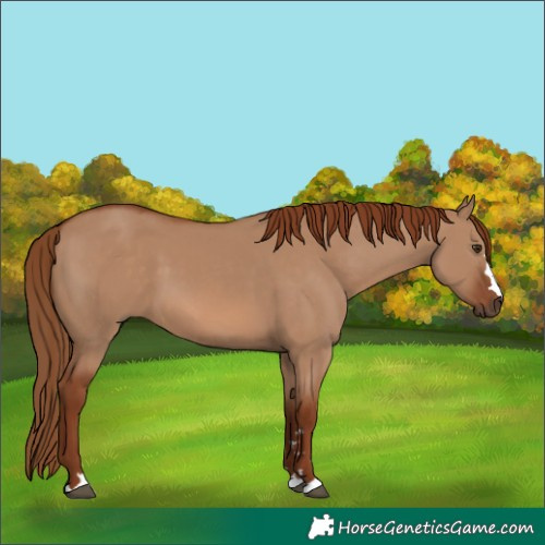 Horse Color:Red Dun 