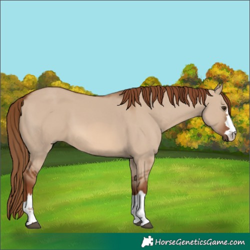 Horse Color:Red Dun 