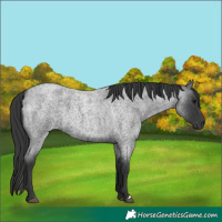 Horse Color:Blue Roan 