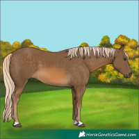 Horse Color:Chocolate Palomino 