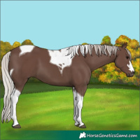 Horse Color:Silver Black Tobiano 