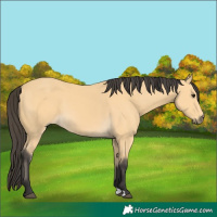 Horse Color:Buckskin 