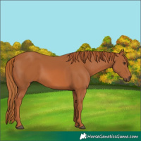 Horse Color:Chestnut 