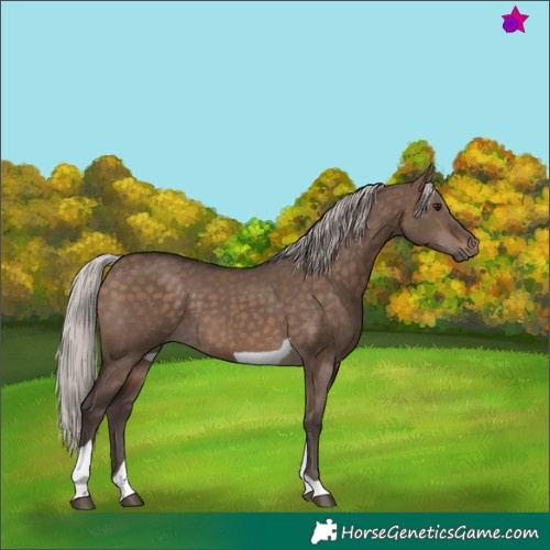Horse Color:Silver Brown Dun Tobiano 