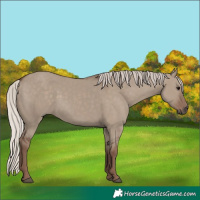 Horse Color:Silver Grullo 