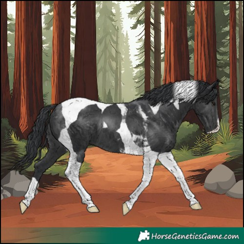 Horse Color:Black Tobiano