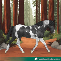 Horse Color:Black Tobiano 