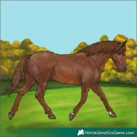 Horse Color:Chestnut 