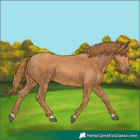 Horse Color:Chestnut 