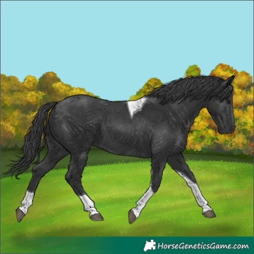 Horse Color:Black Tobiano 