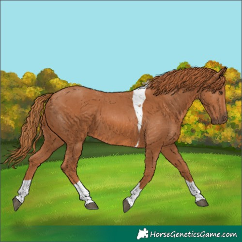 Horse Color:Chestnut Tobiano 