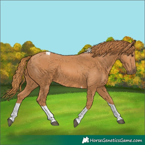 Horse Color:Chestnut Tobiano 