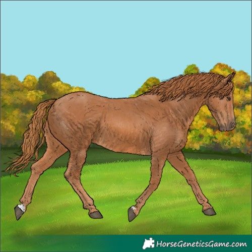 Horse Color:Chestnut 