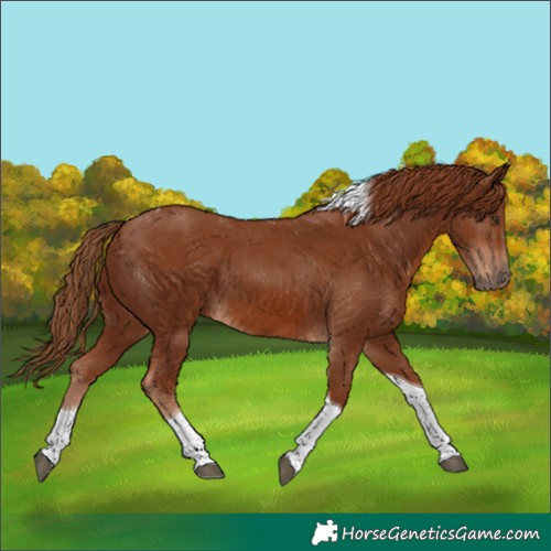 Horse Color:Chestnut Tobiano 