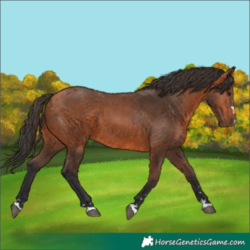 Horse Color:Bay 