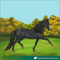 Horse Color:Black Splash 