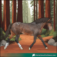 Horse Color:Bay Appaloosa 