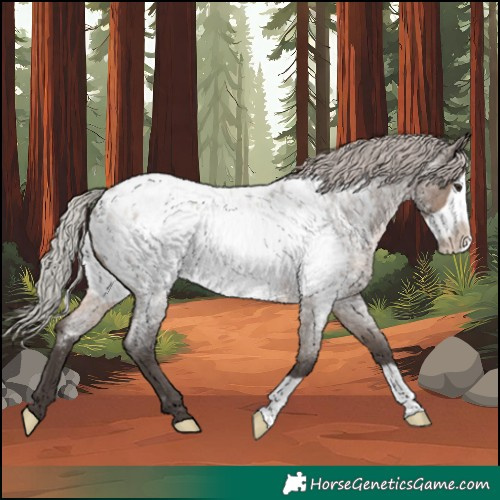 Horse Color:Silver Brown Roan Dun Frame Appaloosa 