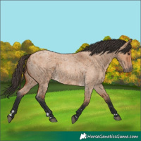 Horse Color:Bay Roan Dun 