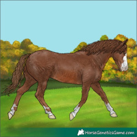 Horse Color:Chestnut 