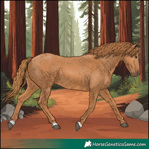 Horse Color:Chestnut 