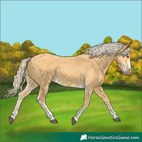 Horse Color:Palomino