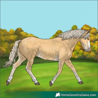 Horse Color:Palomino