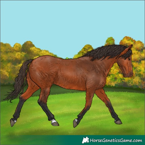 Horse Color:Bay 