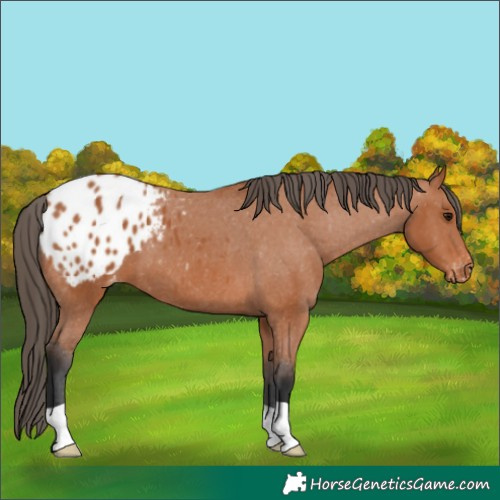 Horse Color:Bay Appaloosa 