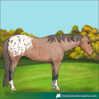 Horse Color:Bay Blanket 
