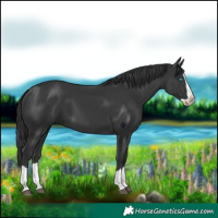 Horse Color:Black Splash