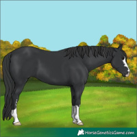 Horse Color:Black 