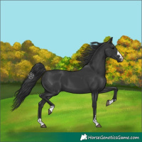 Horse Color:Black 
