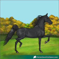 Horse Color:Black 