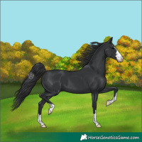 Horse Color:Black 