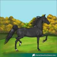 Horse Color:Black 