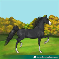 Horse Color:Black 