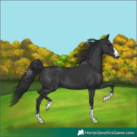 Horse Color:Black 
