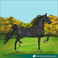 Horse Color:Black 