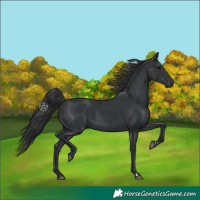 Horse Color:Black 