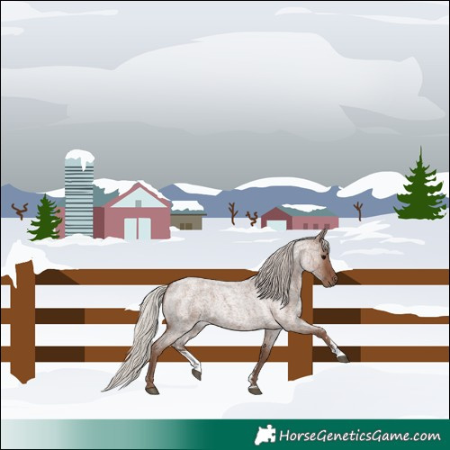 Horse Color:Silver Blue Roan Sabino 