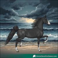 Horse Color:Black 
