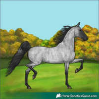 Horse Color:Blue Roan 