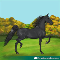 Horse Color:Black 