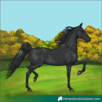 Horse Color:Black 