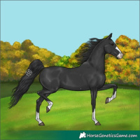 Horse Color:Black 