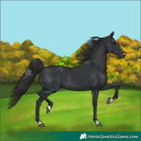Horse Color:Black 