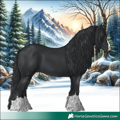 Horse Color:Black 